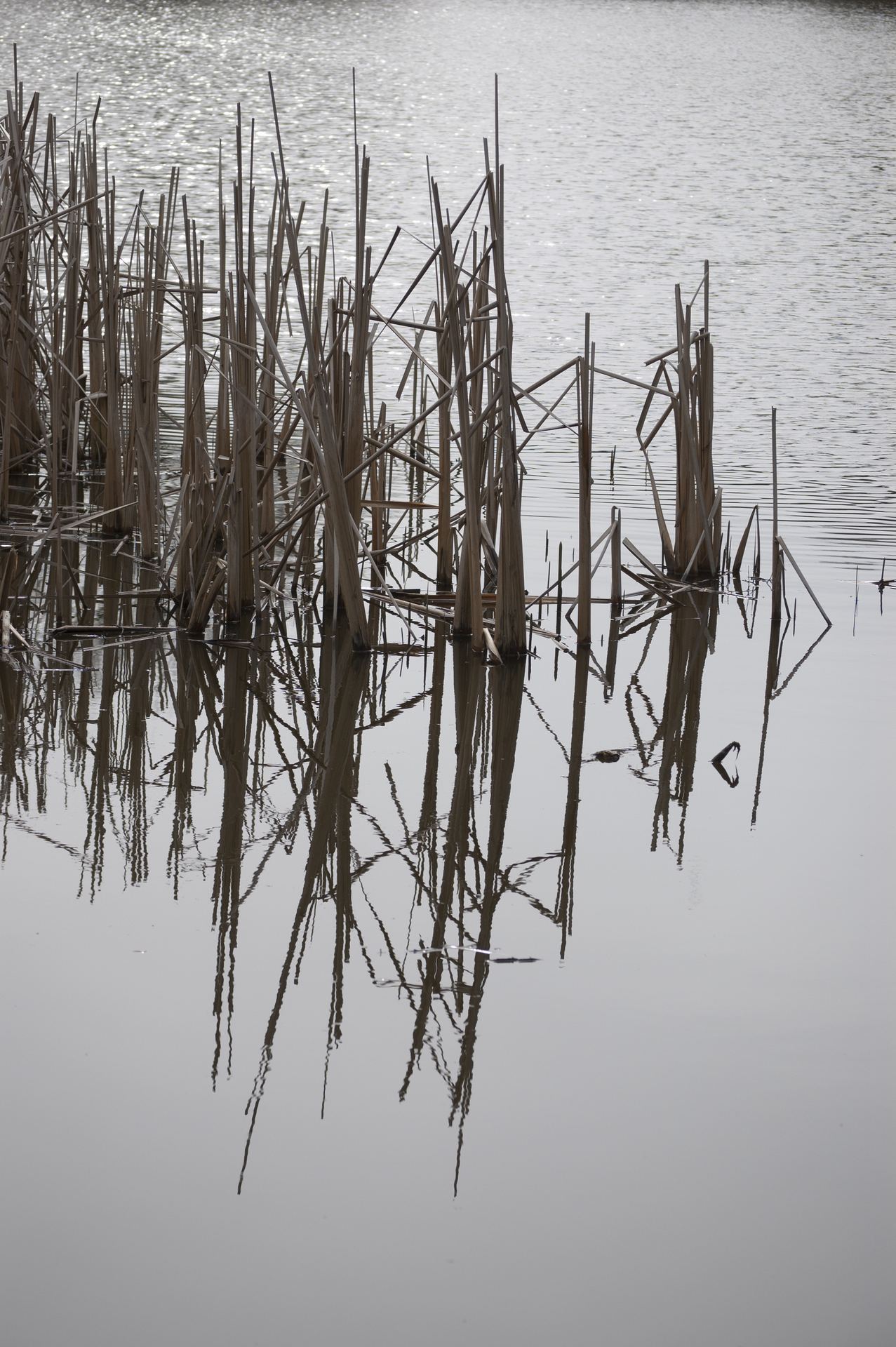 Dry reed stems standing in still water