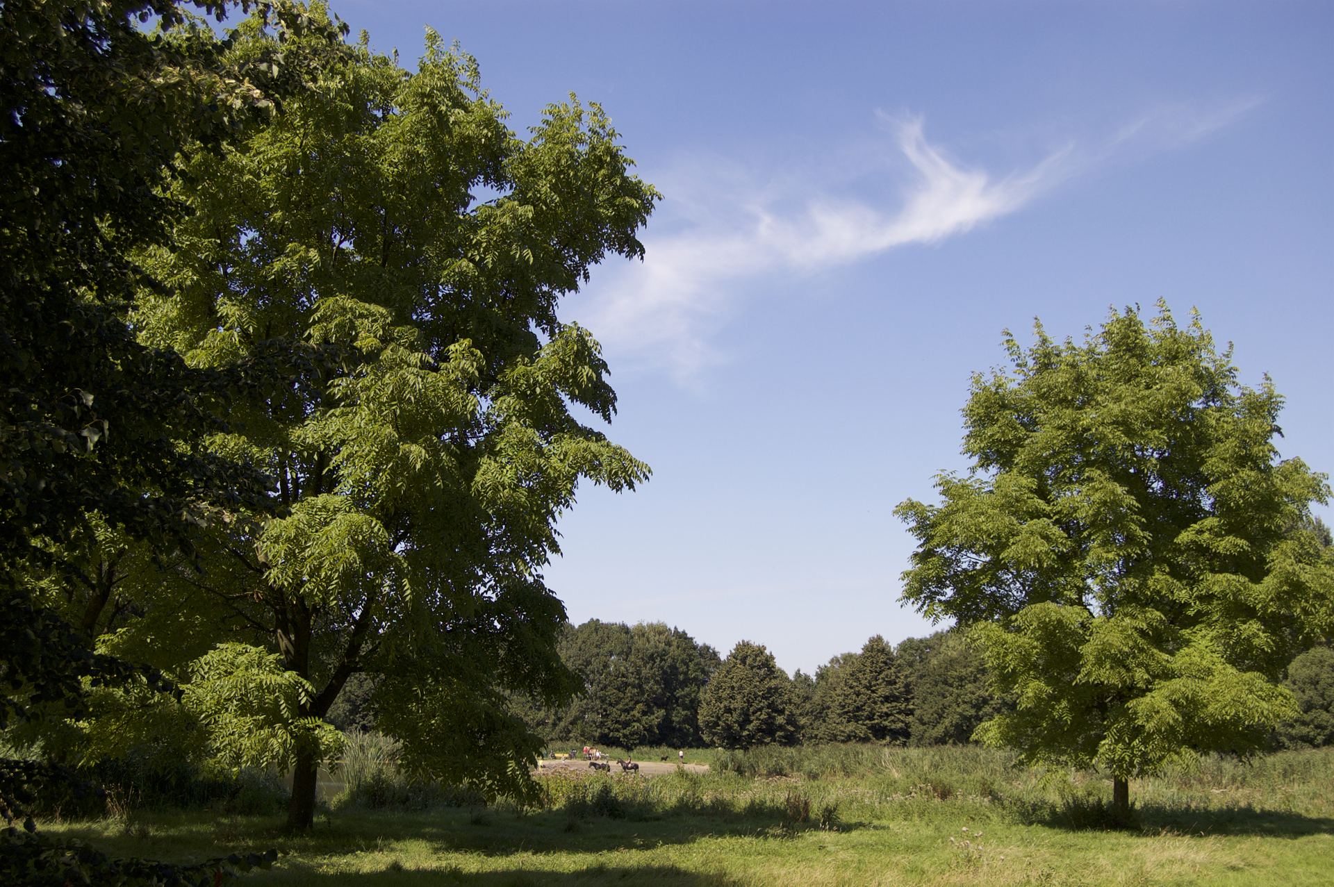 Tall trees at the edge of a meadow in the Schollebos